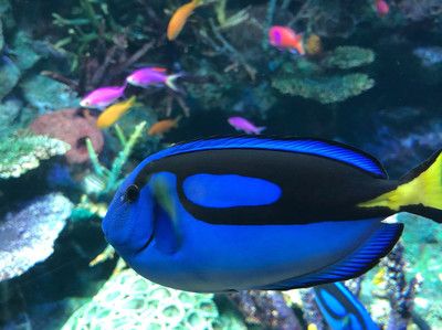 2024年國際水族展：中國國際寵物水族展覽會(cips) 魚缸百科 第3張