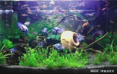 60公分魚缸養(yǎng)多少魚合適：60厘米的魚缸養(yǎng)魚需要注意事項在魚缸中養(yǎng)魚的注意事項 魚缸百科 第1張