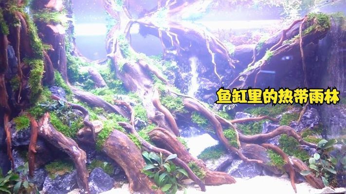 60厘米魚(yú)缸造景視頻講解：60厘米魚(yú)缸造景教程 魚(yú)缸百科 第2張