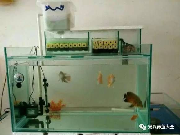 giea魚缸過濾怎么安裝giea魚缸過濾怎么安裝魚缸上過濾怎么安裝方法：giea魚缸過濾器安裝和使用方法魚缸過濾器的安裝和使用方法 魚缸百科 第3張