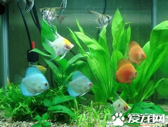 90魚缸養(yǎng)多少條地圖魚：90升魚缸養(yǎng)多少條地圖魚可以養(yǎng)多少條地圖魚的數(shù)量 魚缸百科 第4張