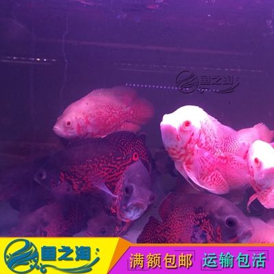 90魚(yú)缸養(yǎng)多少條地圖魚(yú)：90升魚(yú)缸養(yǎng)多少條地圖魚(yú)可以養(yǎng)多少條地圖魚(yú)的數(shù)量