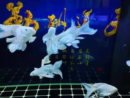 30cm的魚缸可以養(yǎng)蝴蝶鯉嗎：30cm的魚缸不適合養(yǎng)蝴蝶鯉，建議選擇一個更大一些的魚缸