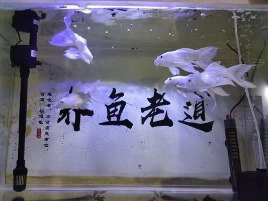 30cm的魚缸可以養(yǎng)蝴蝶鯉嗎：30cm的魚缸不適合養(yǎng)蝴蝶鯉，建議選擇一個更大一些的魚缸