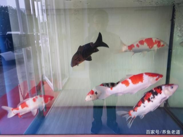 9條錦鯉要多大魚缸才能養(yǎng)大：如何選擇錦鯉魚缸尺寸