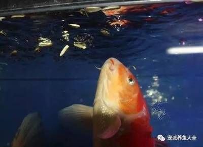 9條錦鯉要多大魚缸才能養(yǎng)大：如何選擇錦鯉魚缸尺寸 魚缸百科 第4張