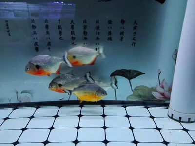 50厘米的魚缸能養(yǎng)招財貓嗎：50厘米的魚缸太小了，不適合單獨養(yǎng)招財貓魚 魚缸百科 第3張