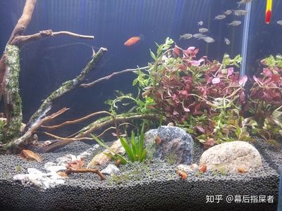 80公分高的魚缸造景效果圖片：80公分高的魚缸怎么造景