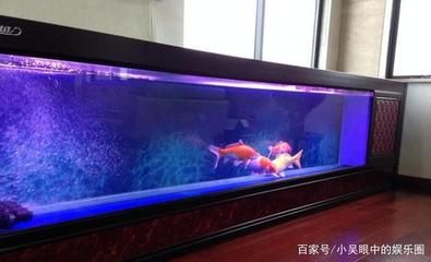 1米魚缸養(yǎng)錦鯉效果圖：1米魚缸養(yǎng)錦鯉魚的注意事項和注意事項 魚缸百科 第1張