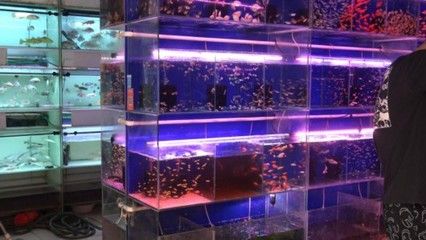 2024廣州寵物水族展覽：2024廣州寵物水族展覽會 魚缸百科 第3張