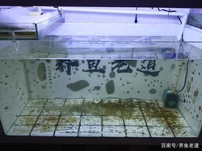 40的魚缸多大：40厘米的魚缸適合養(yǎng)什么樣的魚 魚缸百科 第1張