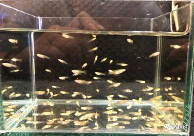 40的魚缸多大：40厘米的魚缸適合養(yǎng)什么樣的魚 魚缸百科 第4張