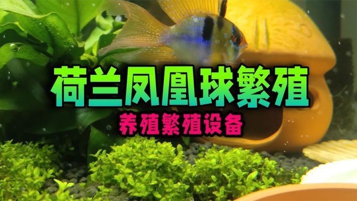 60魚缸養(yǎng)幾條荷蘭鳳凰球：60厘米長(zhǎng)的魚缸可以養(yǎng)荷蘭鳳凰球,60厘米長(zhǎng)的魚缸 魚缸百科