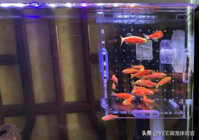 200升的魚缸放多少鹽：魚缸加鹽比例算法