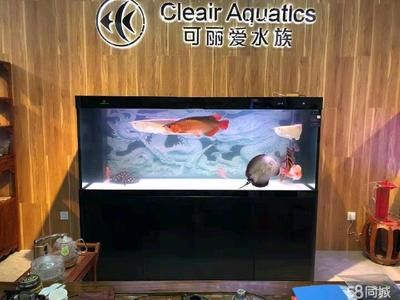 cleair魚(yú)缸怎么樣：cleair魚(yú)缸的質(zhì)量和質(zhì)量處理cleair魚(yú)缸的售后服務(wù) 魚(yú)缸百科 第3張