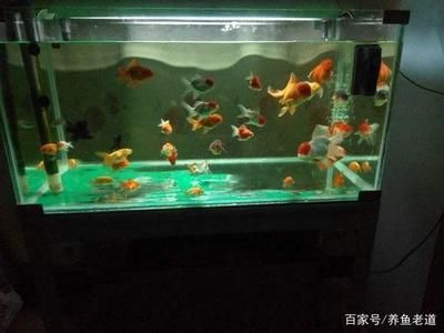 80厘米魚缸用多厚玻璃膠：制作一個80厘米魚缸時玻璃厚度的選擇是非常重要的 魚缸百科 第4張