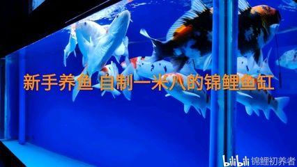 1米魚缸適合養(yǎng)什么魚新手 魚缸百科 第3張