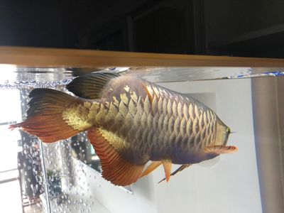 40厘米魚缸 養(yǎng)多少：一個(gè)40厘米的魚缸能養(yǎng)多少條魚 魚缸百科