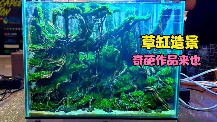 60魚缸造景獲獎：60魚缸造景的實例分析 魚缸百科 第1張