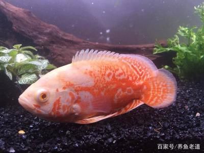 40的魚缸適合養(yǎng)什么冷水魚：40厘米的魚缸適合養(yǎng)什么冷水魚