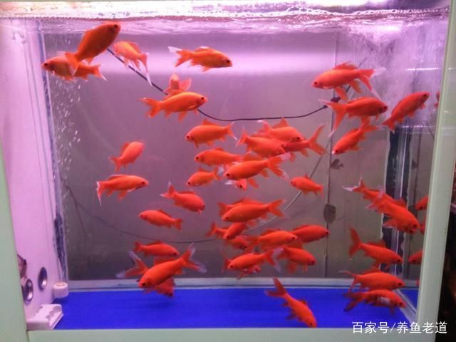 40的魚缸適合養(yǎng)什么冷水魚：40厘米的魚缸適合養(yǎng)什么冷水魚