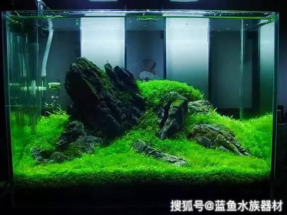 50的魚(yú)缸造景：50厘米魚(yú)缸造景指南