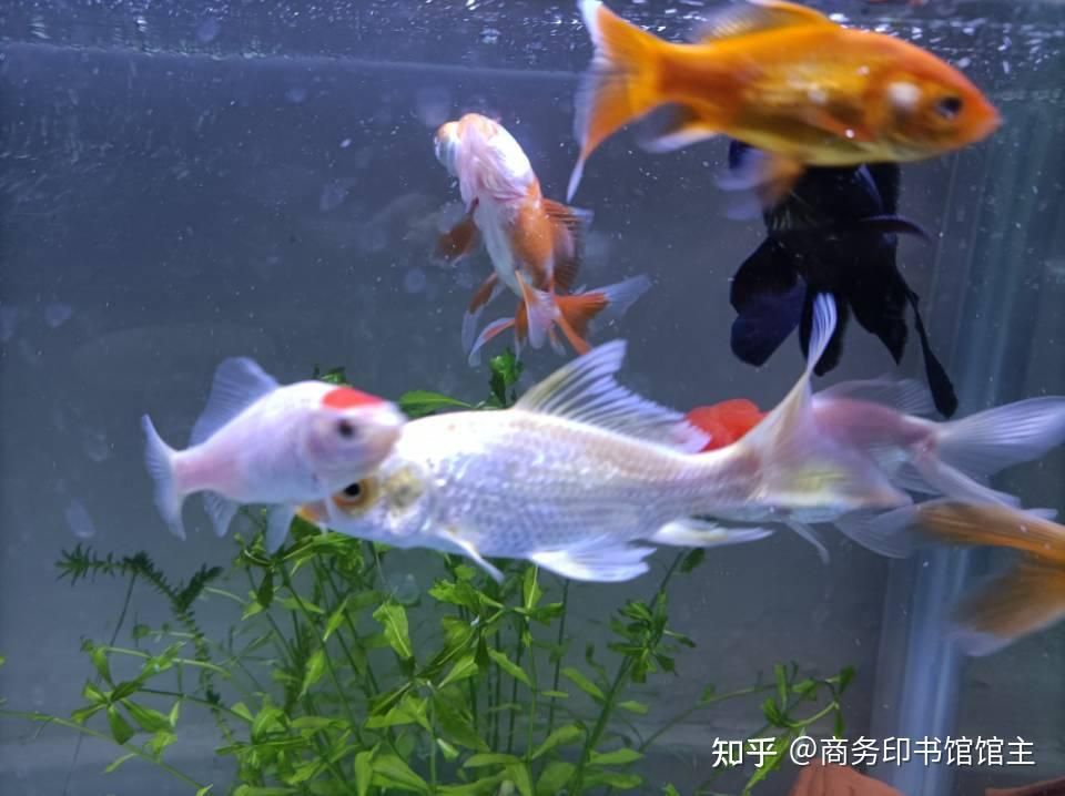 60魚缸養(yǎng)多少金魚合適：60厘米的魚缸養(yǎng)的6厘米的魚缸養(yǎng)的6厘米金魚可以養(yǎng)5條 魚缸百科 第3張