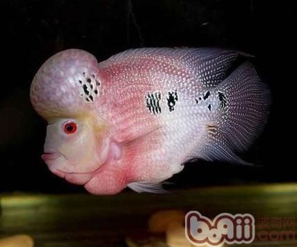 60魚(yú)缸可以養(yǎng)羅漢魚(yú)嗎：60厘米的魚(yú)缸適合養(yǎng)哪些魚(yú)