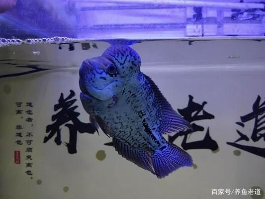 60魚缸可以養(yǎng)羅漢魚嗎：60厘米的魚缸適合養(yǎng)哪些魚 魚缸百科 第2張