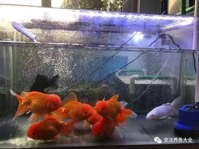 5mm厚的玻璃能做多大的魚缸：5mm厚的玻璃可以制作魚缸嗎？