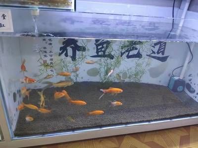 80長40寬50高魚缸養(yǎng)什么魚：80長40寬50高魚缸可以養(yǎng)5cm以下的小型魚40條 魚缸百科 第4張