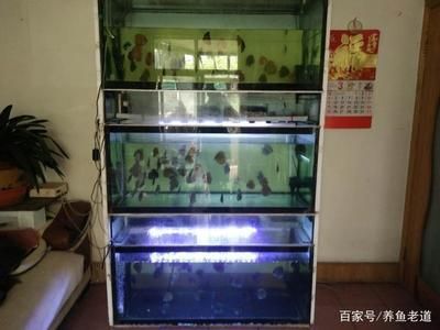 1米八的魚缸適合養(yǎng)多少條魚：1米8的魚缸容量決定了可以養(yǎng)1厘米體長的魚的容量 魚缸百科 第3張