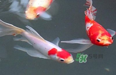 1.8米大魚缸養(yǎng)什么魚好看呢：1.8米大魚缸養(yǎng)魚的選擇