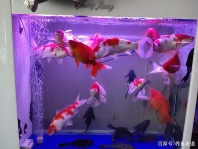 1.8米大魚缸養(yǎng)什么魚好看呢：1.8米大魚缸養(yǎng)魚的選擇 魚缸百科 第4張