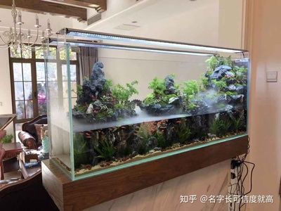 80厘米的魚缸怎么造景好看呢：如何打造一個(gè)美觀的80厘米魚缸造景