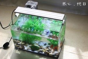 60x30x35魚缸能養(yǎng)幾條魚：60x30x30x35魚缸能養(yǎng)多少條魚缸能養(yǎng)多少條魚 魚缸百科 第1張