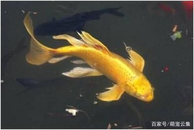 40魚(yú)缸尺寸：40魚(yú)缸尺寸的選擇技巧