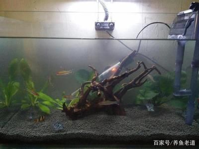 50的魚缸養(yǎng)多大的魚好：50厘米長的魚缸可以養(yǎng)多大魚50的魚缸養(yǎng)多大魚合適