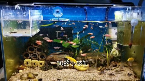 50的魚(yú)缸養(yǎng)多大的魚(yú)好：50厘米長(zhǎng)的魚(yú)缸可以養(yǎng)多大魚(yú)50的魚(yú)缸養(yǎng)多大魚(yú)合適 魚(yú)缸百科 第4張