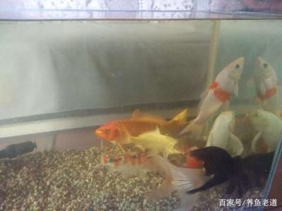 804545的魚缸能養(yǎng)幾條錦鯉：21篇錦鯉魚缸飼養(yǎng)建議錦鯉魚缸養(yǎng)幾條錦鯉魚缸養(yǎng)幾條最好 魚缸百科 第3張