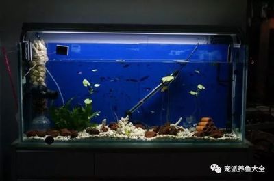 30瓦的魚(yú)缸水泵一天多錢：30瓦的魚(yú)缸水泵一天的耗電量是多少？ 魚(yú)缸百科 第4張