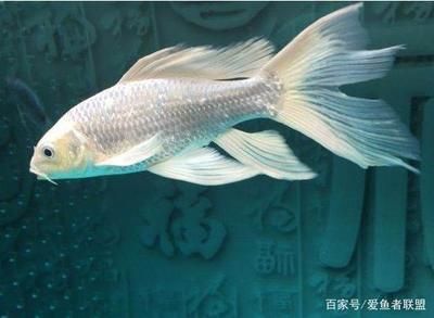 1米魚缸養(yǎng)幾條蝴蝶鯉：1米長的魚缸適合養(yǎng)2-3條蝴蝶鯉嗎 魚缸百科 第3張