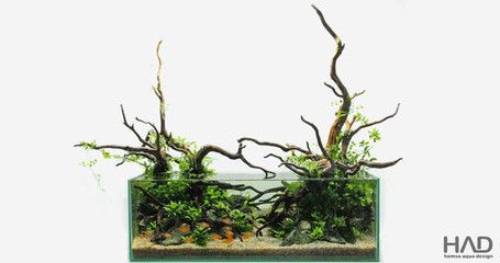 60厘米魚缸水草造景圖片：60厘米魚缸水草造景圖片展示不同類型的水草造景 魚缸百科 第1張