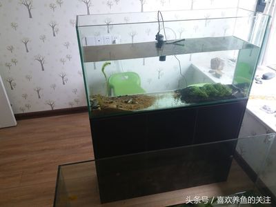 50x30x30魚缸可以養(yǎng)多少條魚？：50x30x30x30x30x30x30x30x30x30x30 魚缸百科 第1張