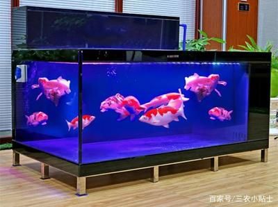 50x30x30魚缸可以養(yǎng)多少條魚？：50x30x30x30x30x30x30x30x30x30x30 魚缸百科 第4張