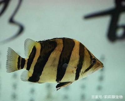 5條魚(yú)放兩個(gè)魚(yú)缸有幾種方法：5條魚(yú)怎么放