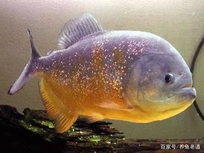 5條魚(yú)放兩個(gè)魚(yú)缸有幾種方法：5條魚(yú)怎么放