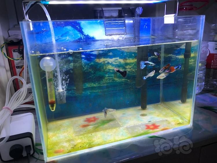 20厘米的魚缸能養(yǎng)幾條孔雀魚：魚缸大小和孔雀魚的數(shù)量有著直接的關(guān)系，魚缸養(yǎng)殖注意事項 魚缸百科 第2張