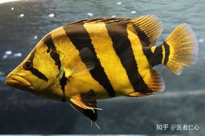 60公分魚缸用什么過濾：60公分的魚缸該如何選擇合適的過濾器？ 魚缸百科 第1張