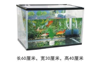 60厘米的魚缸養(yǎng)幾條魚12厘米：60厘米的魚缸養(yǎng)幾條12厘米的魚